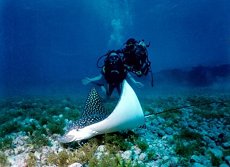 Eagle Ray, Bonaire 1983
