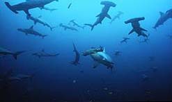 Scalloped hammerheads on the move.
