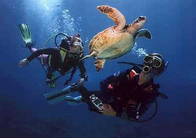 Turtle, Maldives, Helengeli 29-12-1987